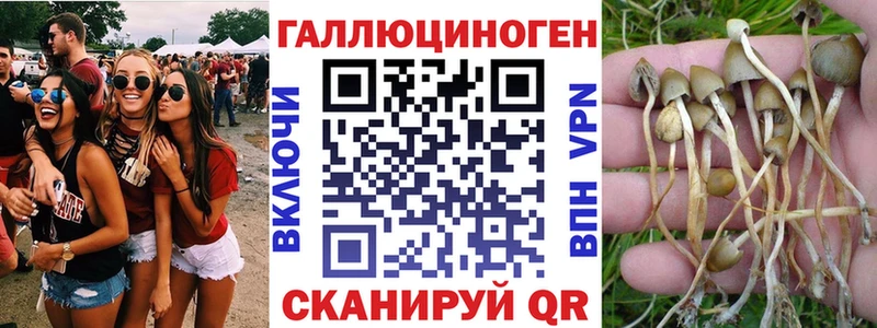 Псилоцибиновые грибы Psilocybe  Сергач 